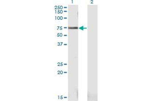 PWP1 antibody  (AA 1-501)