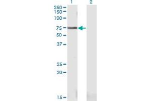 Western Blot analysis of PWP1 expression in transfected 293T cell line by PWP1 monoclonal antibody (M03), clone 1A12. (PWP1 antibody  (AA 1-501))