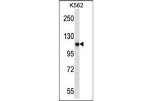 Western blot analysis of PLEKHM1 Antibody (N-term) in K562 cell line lysates (35ug/lane). (PLEKHM1 antibody  (N-Term))