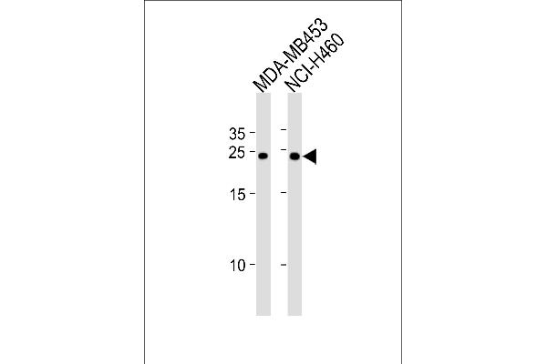 BCAP31 Antikörper  (AA 120-147)