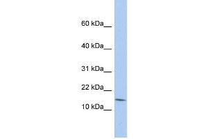 WB Suggested Anti-BTG2 Antibody Titration:  0. (BTG2 antibody  (N-Term))