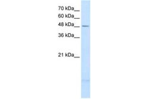 PSD3 anticorps  (AA 67-116)