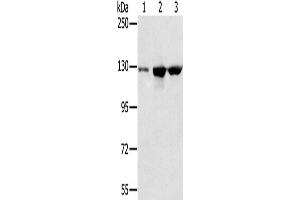 Western Blotting (WB) image for anti-N-Acetyltransferase 10 (GCN5-Related) (NAT10) antibody (ABIN2423841) (NAT10 antibody)