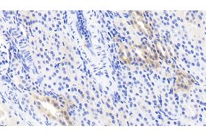 Detection of CRYl1 in Human Kidney Tissue using Monoclonal Antibody to Crystallin Lambda 1 (CRYl1) (CRYL1 antibody  (AA 24-232))