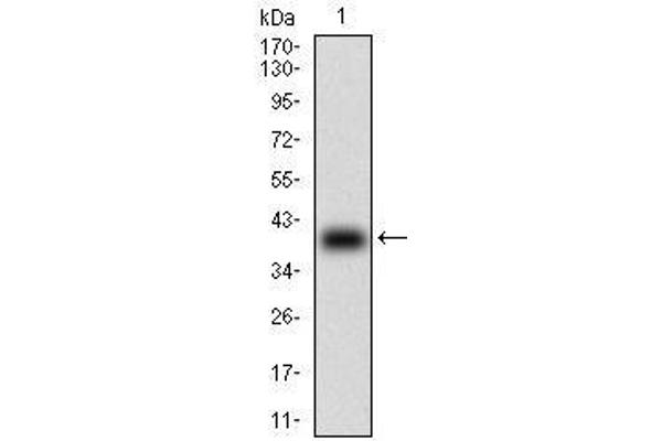 TCL1A Antikörper  (AA 10-104)