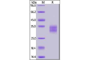 SDS-PAGE (SDS) image for Tumor Necrosis Factor Receptor Superfamily, Member 9 (TNFRSF9) (AA 24-186) (Active) protein (His tag,AVI tag,Biotin) (ABIN6972936)