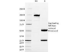 SDS-PAGE Analysis Purified CD13 Mouse Monoclonal Antibody (WM15). (CD13 antibody)