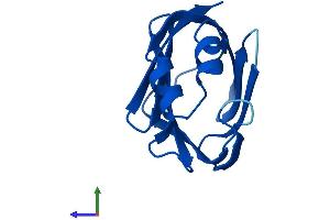 AlphaFold protein structure predicition of Mouse Recombinant Rbp7 Protein, UniprotID Q9EPC5 (RBP7 Protein (AA 1-134) (His tag))