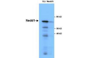 Image no. 1 for anti-Neural Precursor Cell Expressed, Developmentally Down-Regulated 1 (NEDD1) antibody (ABIN1103223) (NEDD1 antibody)