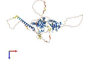 AlphaFold protein structure predicition of Human Recombinant NPAS1 Protein, UniprotID Q99742 (NPAS1 Protein (AA 1-590) (His tag))