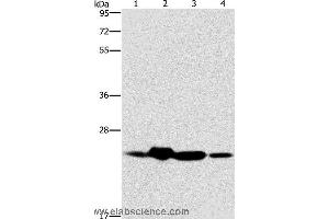 Western blot analysis of Mouse spleen and human fetal liver tissue, hela cell and human fetal brain tissue, using THOC7 Polyclonal Antibody at dilution of 1:450 (THOC7 antibody)