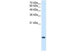 C3ORF10 antibody used at 2. (BRK1 antibody  (Middle Region))