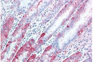 Anti-TSPAN13 antibody  ABIN1049446 IHC staining of human, stomach. (TSPAN13 antibody  (Internal Region))