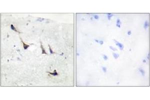 Immunohistochemistry analysis of paraffin-embedded human brain tissue, using Syntaxin 1A (Ab-14) Antibody. (STX1A antibody  (AA 1-50))