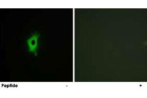 Immunofluorescence analysis of COS-7 cells, using LGALS2 polyclonal antibody . (Galectin 2 antibody)