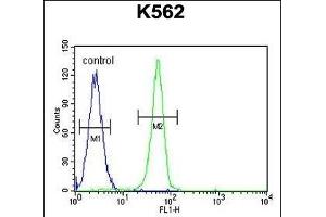 PLEKHA4 Antibody (N-term) (ABIN655718 and ABIN2845168) flow cytometric analysis of K562 cells (right histogram) compared to a negative control cell (left histogram). (PLEKHA4 antibody  (N-Term))