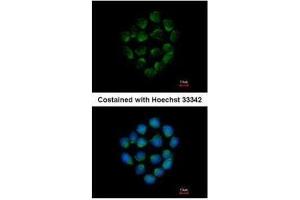 ICC/IF Image Immunofluorescence analysis of methanol-fixed HCT116, using Cathepsin O, antibody at 1:500 dilution. (CTSO antibody)