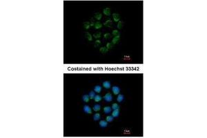 ICC/IF Image Immunofluorescence analysis of methanol-fixed HCT116, using Cathepsin O, antibody at 1:500 dilution. (CTSO antibody)