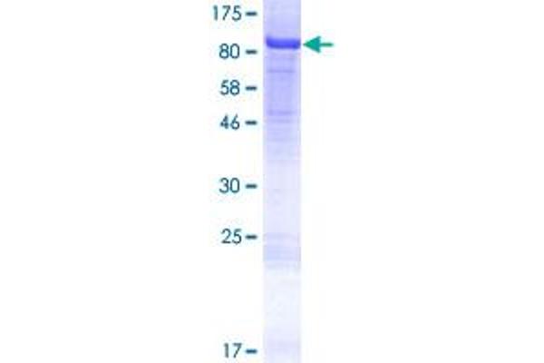 NCAPH2 Protein (AA 1-555) (GST tag)