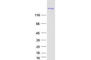 Western Blotting (WB) image for Tight Junction Protein 1 (TJP1) (Transcript Variant 2) protein (Myc-DYKDDDDK Tag) (ABIN2736149)
