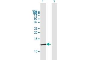 Western Blot analysis of S100A10 expression in transfected 293T cell line by S100A10 MaxPab polyclonal antibody. (S100A10 antibody  (AA 1-97))