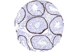 Testis High density of elastin fibres along smooth muscles surrounding tubuli of the testis (Recombinant Elastin antibody)
