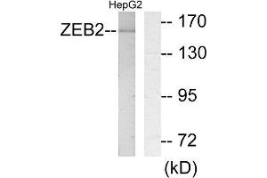 Western Blotting (WB) image for anti-Zinc Finger E-Box Binding Homeobox 2 (ZEB2) (N-Term) antibody (ABIN1848992) (ZEB2 antibody  (N-Term))