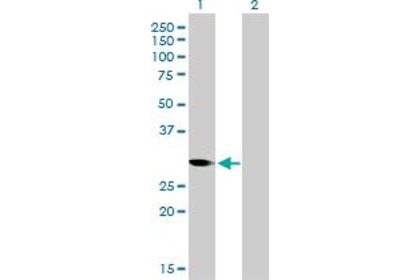 CDK1 antibody  (AA 1-297)