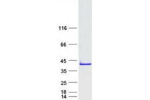 Western Blotting (WB) image for Transcription Elongation Factor A (SII)-Like 5 (TCEAL5) protein (Myc-DYKDDDDK Tag) (ABIN2733349)