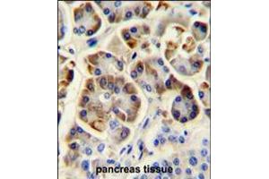 KCNJ6 Antibody immunohistochemistry analysis in formalin fixed and paraffin embedded human pancreas tissue followed by peroxidase conjugation of the secondary antibody and DAB staining. (KCNJ6 antibody  (AA 26-55))