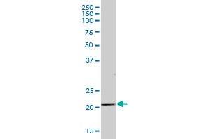 SAP30 MaxPab polyclonal antibody. (SAP30 antibody  (AA 1-220))