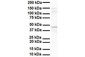 WB Suggested Anti-SOX3 antibody Titration: 1 ug/mL Sample Type: Human liver (SOX3 antibody  (N-Term))