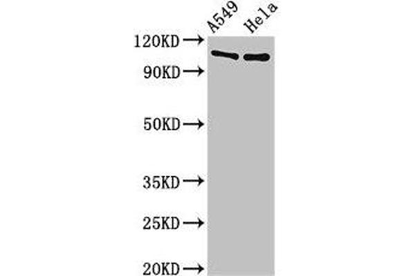 EML4 antibody  (AA 1-62)