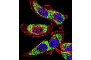 Fluorescent confocal image of  cell stained with YBX1 Antibody (C-term) (ABIN390263 and ABIN2840721). (YBX1 antibody  (C-Term))
