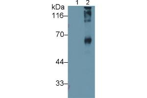 Western Blot; Sample: Lane1: Native BSA; Lane2: BSA coupled with Sialic Acid (Sialic Acid antibody)
