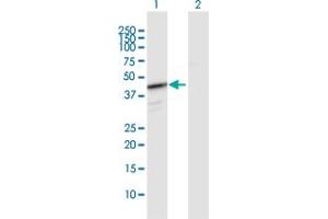 Western Blot analysis of HEMK1 expression in transfected 293T cell line by HEMK1 MaxPab polyclonal antibody. (HEMK1 antibody  (AA 1-338))