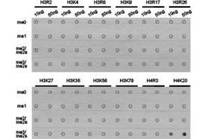 Dot-blot analysis of all sorts of methylation peptides using H4K20me3 antibody. (Histone 3 antibody  (3meLys20))