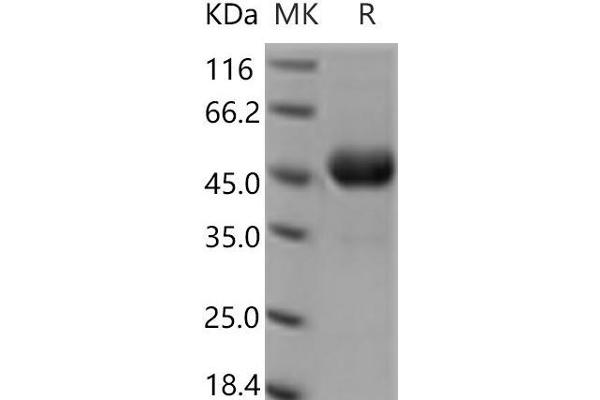 DCL1 Protein (Fc Tag)