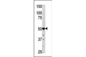 PGK2 antibody  (N-Term)