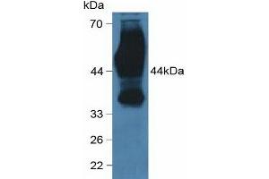 Western blot analysis of Human HeLa cells. (CD147 antibody  (AA 79-280))