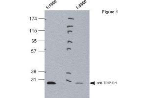 Western blot analysis of pig kidney lysates (LLC-PK1) using MAb to TRIP-Br1 (TB1-27/2)  at 1:1000 and 1:5000. (SERTAD1 antibody  (AA 27-42))