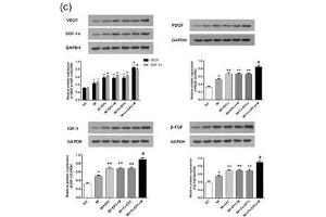 FGF2 antibody  (AA 143-250)