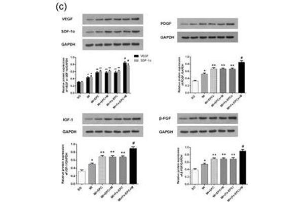 FGF2 antibody  (AA 143-250)