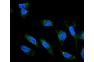IF analysis of ADIPOR1 using anti-ADIPOR1 antibody (ABIN3043520). (Adiponectin Receptor 1 antibody  (N-Term))