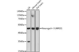 Western blot analysis of extracts of various cell lines, using Neuregulin-3 (Neuregulin-3 (NRG3)) antibody (ABIN7268859) at 1:1000 dilution. (Neuregulin 3 antibody)