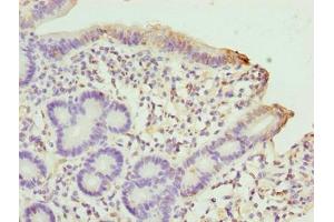 Immunohistochemistry of paraffin-embedded human duodenum tissue using ABIN7169907 at dilution of 1:100