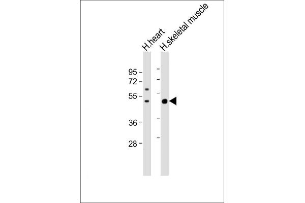 ISLR anticorps  (C-Term)