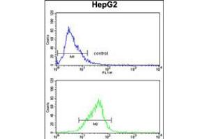 Flow cytometry analysis of HepG2 cells (bottom histogram) compared to a negative control cell (top histogram). (FOSB antibody  (AA 122-149))
