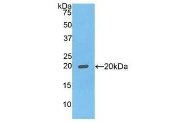 FCGBP antibody  (AA 5176-5344)