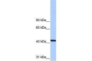 WB Suggested Anti-PGK1 Antibody Titration: 0. (PGK1 antibody  (N-Term))